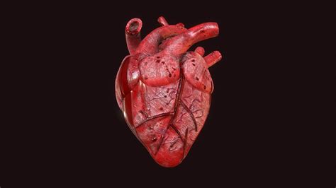 3d Model Ripped Out Human Heart Vr Ar Low Poly Cgtrader