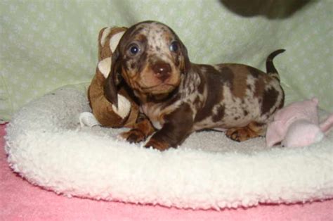 Explore 96 listings for kc registered dachshund puppies at best prices. Baby Dachshund Puppies for Sale | petswithlove.us