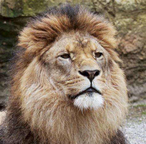 Wie wohl 1,2 löwen aussehen? König der Löwen Foto & Bild | tiere, zoo, wildpark ...