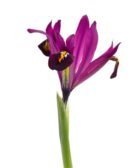 Dutch Iris Purple Sensation The Garden Club Of Houston