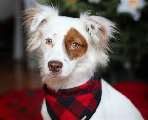 20 Irresistibly Cute Photos Of Mixed Breed Dogs Dog