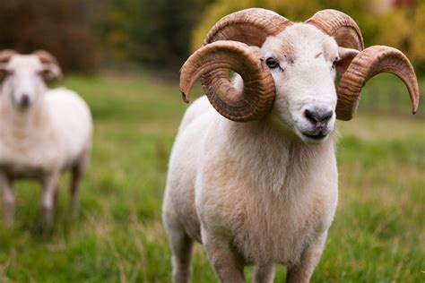 Wiltshire Horn Sheep Native