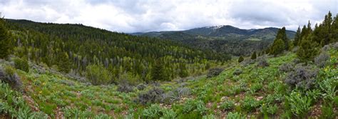 In the video you can see the part that. Panoramic of the forest in Caribou-Targhee National Forest ...