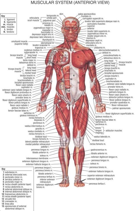 Learn the muscles of the arm with free quizzes, diagrams and worksheets. Muscular System Unlabeled . Muscular System Unlabeled ...