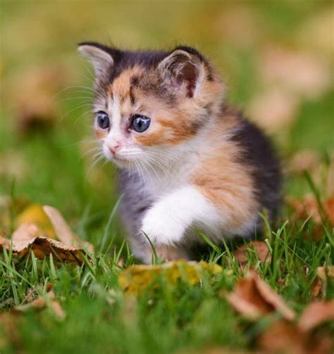Image Cute Calico Kitten Animal Jam Clans Wiki Fandom Powered