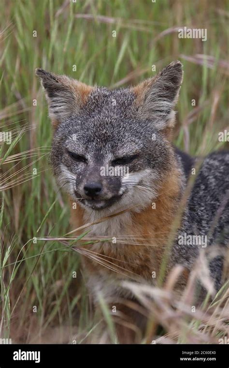 Island Fox Urocyon Littoralis In Santa Cruz Island California