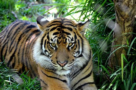 苏门答腊虎自然野生动物水平画幅橙色野外动物肖像黑色虎自然美摄影素材汇图网