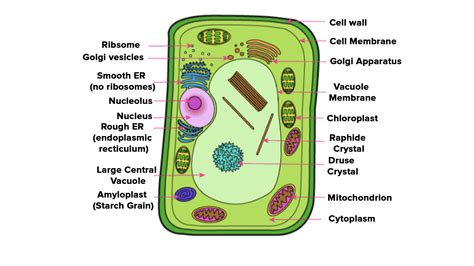 Draw A Neat Labelled Diagram Of Plant Cell