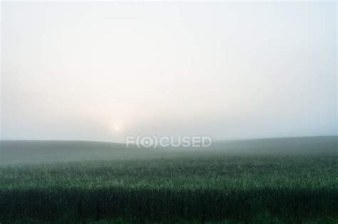 Foggy Field Of Tall Grass — View Beauty In Nature Stock Photo