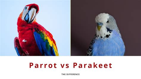 What Is The Difference Between A Parrot And A Parakeet