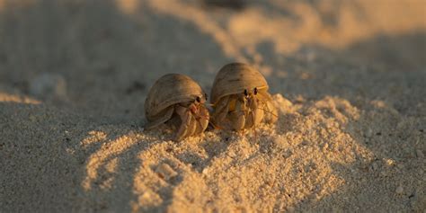 Penis Size Matters For Hermit Crabs Trying To Keep Their Shells During