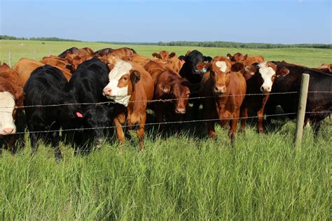 Herd Of Cows Pasture Fence Free Stock Photo Public Domain Pictures