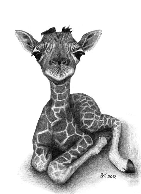 Realistic Giraffe Head Drawing