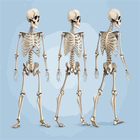 Premium Vector Skeleton Illustration Vector