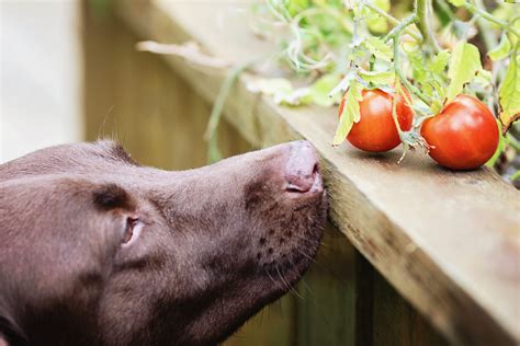 Can Dogs Eat Tomatoes Veterinarians Answer The Healthy