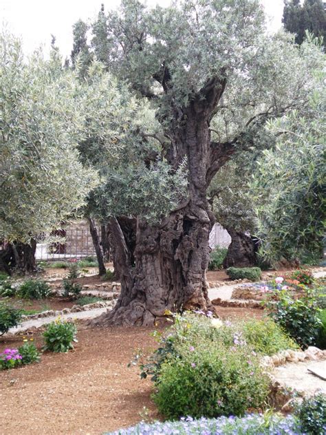 Tour Israel Now Ancient Olive Tree Gethsemane