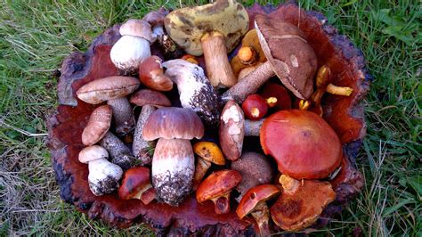 Fungi Foraging Day Nr Abergavenny S Wales Galloway Wild Foods