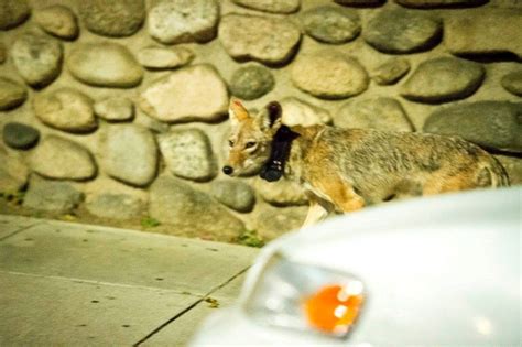 Coyotes Of Las Urban Core Using Science To Separate Fact From