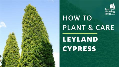 Leyland Cypress How To Plant Amp Care
