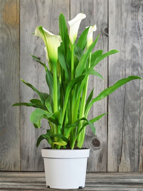 How To Look After Calla Lily Outside How To Plant And Care For Calla