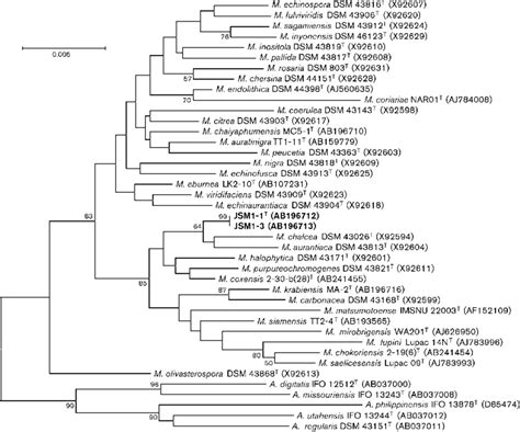 Neighbour Joining Tree Based On Almost Complete S Rrna Gene Sequences