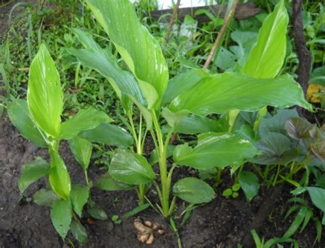 Pokok mengkudu adalah tanaman dalam keluarga kopi yang tumbuh di banyak kawasan tropika dari india hingga amerika selatan, dan juga di rumah hijau di iklim yang lebih sejuk. Cara Menanam Kunyit Putih - BibitBunga.com
