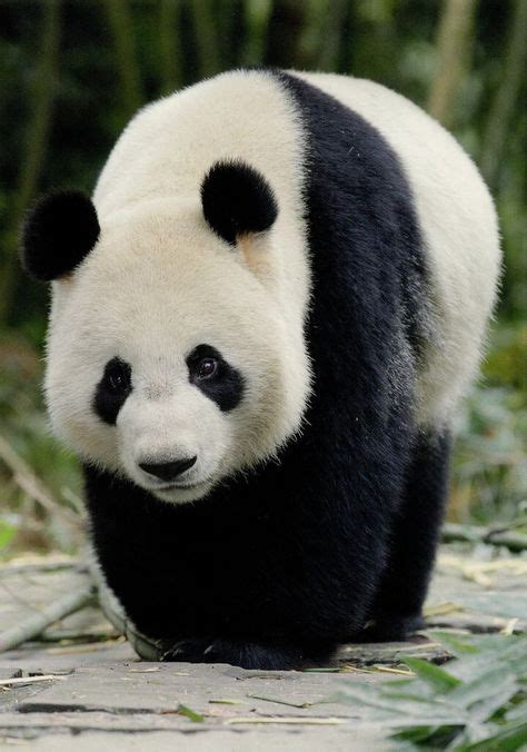 Pin By Doris Romero On Reino Animal Panda Bear Cute Panda Animals