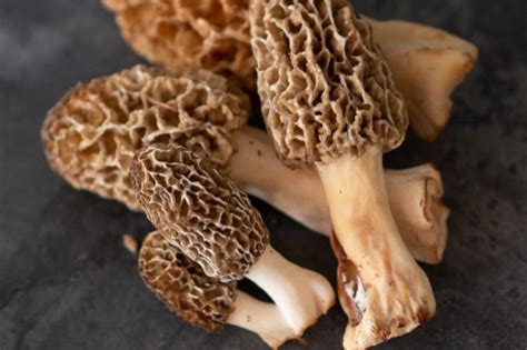 They grow in the ground, and the myc grows on the roots of certain trees. Top 10 Most Expensive Mushrooms in the World | TopTeny.com