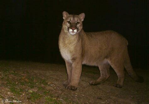 Hundreds Of California Mountain Lions Have Suffered During The