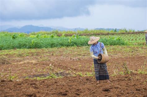 Burmese Farmer In Myanmar Editorial Photography Image Of Farm 109737137