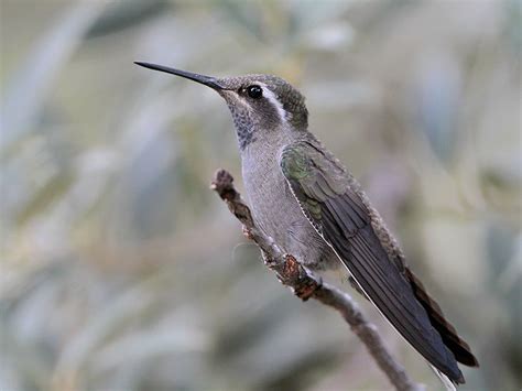 Blue Throated Hummingbird Id Facts Diet Habit And More Birdzilla