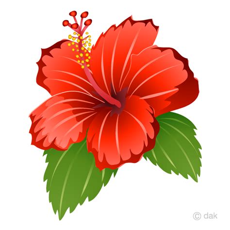 Download High Quality Hibiscus Clipart Red Transparent Png Images Art