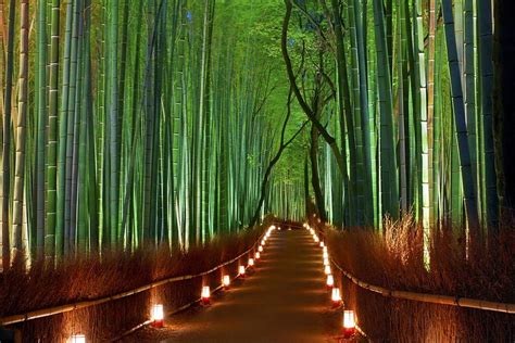 Sagano Bamboo Forest Japanese Bamboo Hd Wallpaper Pxfuel