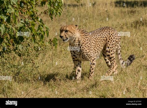 Cheetah Walking Through The Grass Stock Photo Alamy