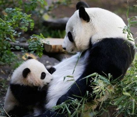 Panda Baby And Mommy Too Cute To Bear