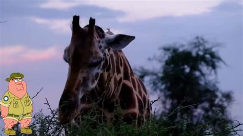 Peters Safari Episode 1 Giraffes Youtube