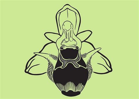 Gulyás was appointed deputy speaker of the national assembly responsible for the legislation on 6 may 2014. Cardamine occulta Hornem. Magyarországon, és a ...