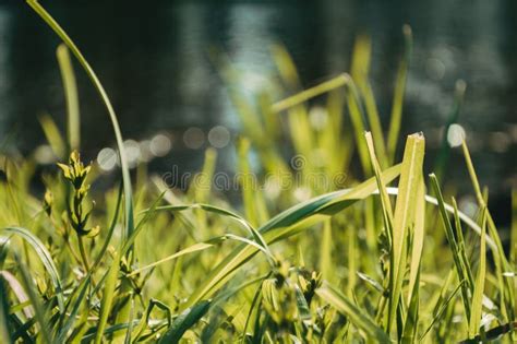 Green Grass In Macro With Drops Of Water Nature Wallpaper Stock Image