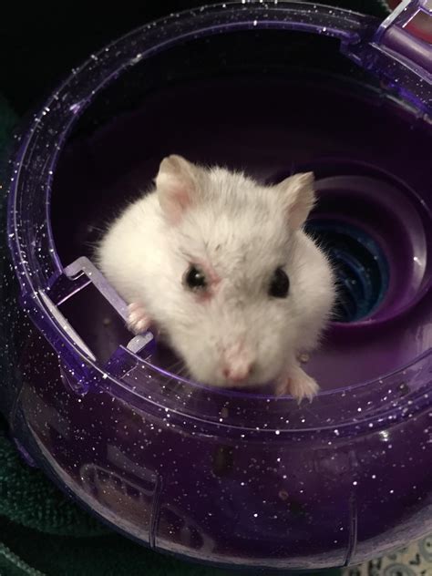 Hey Ive Been Owning Dwarf Hamsters For Close To 6 Years Now And Ive