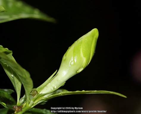 Photo Of The Closeup Of Buds Sepals And Receptacles Of Gardenia