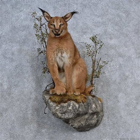 They will also inhabit evergreen and montane forest environments, but never are found in tropical rain forests. African Caracal Mount For Sale #15659 For Sale - The ...