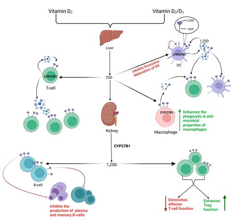 Cancers Free Full Text The Role Of Microbiota Derived Vitamins In