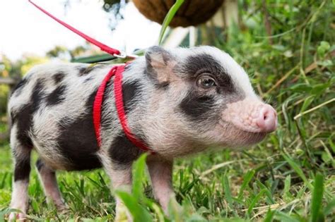 Pigs As Pets Animal Rescue Centre Goodheart Animal Sanctuaries