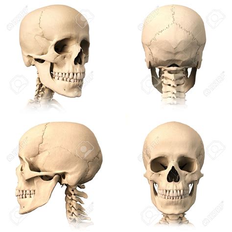 Pin By Melissa Montanez On Anatomy Skulls In 2019 Skull Anatomy