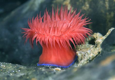 Are Sea Anemone Edible All Facts About Sea Anemone You Ask We Answer