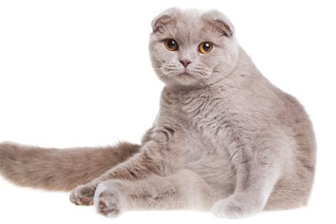 Scottish Fold Images Browse 16512 Stock Photos Vectors And Video