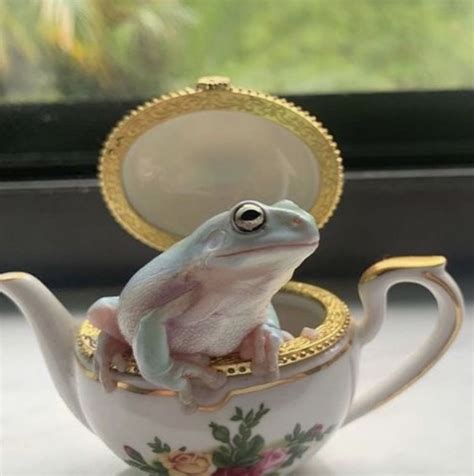 frog in teacup in 2021 | Pet frogs, Frog pictures, Cute frogs