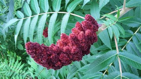 Wild Edibles Sumac Berries Farmers Almanac Wild Edibles Sumac