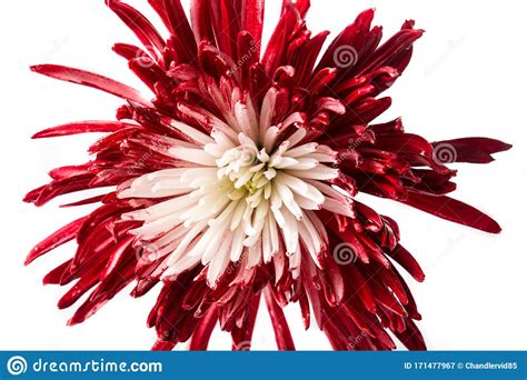 Red And White Flower Stock Image Image Of Mother White 171477967