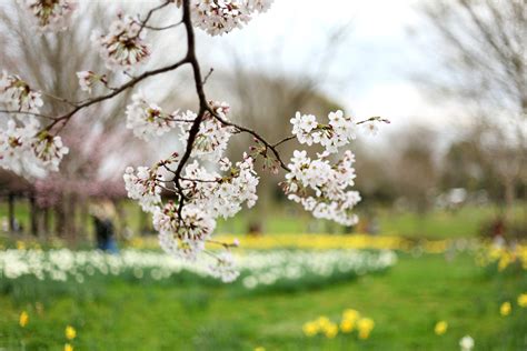 Spring, also known as springtime, is one of the four temperate seasons, succeeding winter and preceding summer. nature spring season parks white flowers 2400x1600 ...